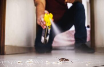 eliminare scarafaggio rosso in casa